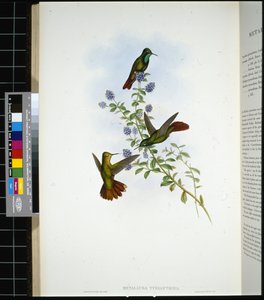 Sur kuyruğu (metallura Tyrianthina) (el renginde taş) by John (after) Gould