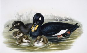 Kadife Scoter (oidemla fusca) (el renginde taş) by John (after) Gould