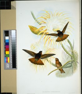 Venezuela Stenura (panychlora stenura) ve (panychlora Russata) (el renginde taş) by John (after) Gould
