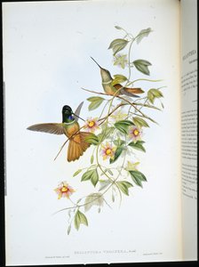 Menekşe boğazlı Star-Frontlet (Helianthea Violifera) (el renginde taş) by John (after) Gould