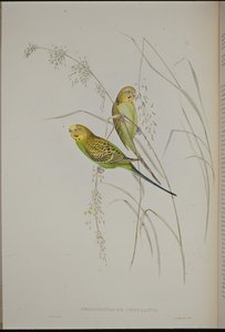 Warbling Grass Papağanı (Melopsittacus Undulatus) (el renginde taş) by John (after) Gould
