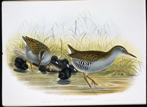 Su Raylı (Rallus Aquaticus) (el boyaması taş) by John (after) Gould