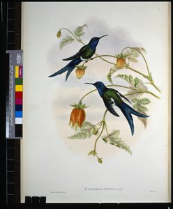 Batı Kırlangıç ​​kuyruğu (eupetomena hirundo) (el renginde taş) by John (after) Gould