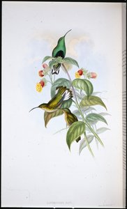 Ak kuyruklu Kadife göğüs (Lafresnaya Gayi) (el renginde taş) by John (after) Gould