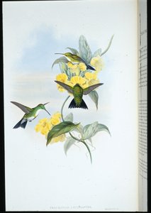 Beyaz boğazlı Zümrüt (Thaumatias Leucogaster) (el renginde taş) by John (after) Gould