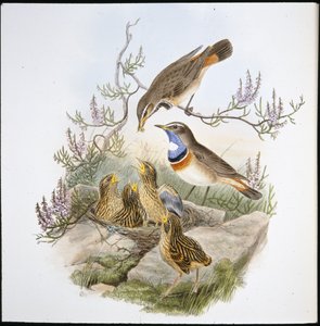 Beyaz Boğazlı Bluebreast (Cyanecula Leucocyana) (el renginde taş) by John (after) Gould