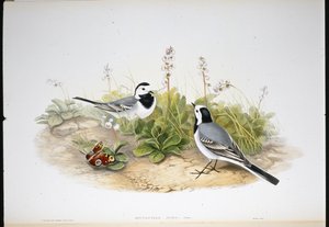 Beyaz Kuyruksallayan (Motacilla Alba) (el renginde taş) by John (after) Gould