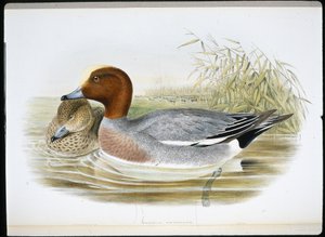 Widgeon (Mareca Penelope) (el boyaması taş) by John (after) Gould