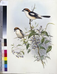 Woodchat Shrike (Enneoctonus Rufus) (el renginde taş)