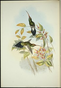 Yarquian Hermit (Phaerthornis Yarugui) (el renginde taş) by John (after) Gould