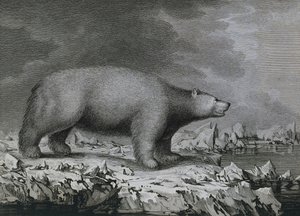 Kutup Ayısı, Peter Mazel tarafından John Webber (1750-1793) tarafından James Cook
