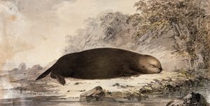 Sea Otter, John Webber (1750-1793) tarafından James Cook