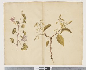 F.13 Ipomea ayağı, keçi ayağı Celtis paniculata, c.1790-95 (kağıt üzerine suluboya ve mürekkep)
