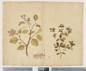 F.15 Lagunaria Patersonia; Alyxia gynopogon, c.1790-95 (kağıt üzerine suluboya ve mürekkep)