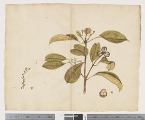 F.19 Samolus tövbe eder; Baloghia lucida, c.1790-95 (kağıt üzerine mürekkep ve sulu boya)