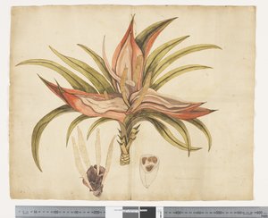 F.1 Freycinetia baueriana, c.1790-95 (kağıt üzerine suluboya ve mürekkep)