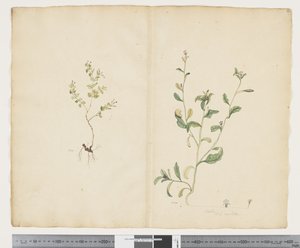 F.25 Euphorbia sparrmannii; Lobelia alata, c.1790-95 (kağıt üzerine suluboya ve mürekkep)