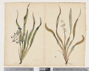 F.29 Dianella intermedia, c.1790-95 (kağıt üzerine suluboya ve mürekkep)