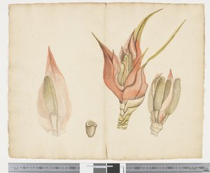 F.33 Freycinetia baueriana, c.1790-95 (kağıt üzerine mürekkep ve sulu boya)