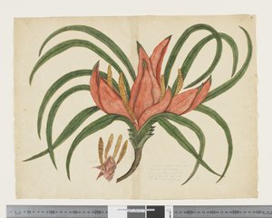 F.36 Freycinetia baueriana, c.1790-95 (kağıt üzerine suluboya ve mürekkep)