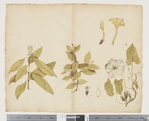 F.6 Wikstroemia Australis; Ipomea, c.1790-95 (kağıt üzerine suluboya ve mürekkep)