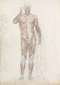 Anatomik Çalışma: İnsan Kas Sistemi, Contrapposto