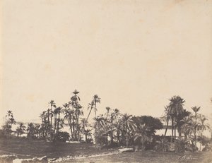 Palmiye Ağaçları Çalışması, Nil Bankaları, Kalabschi, 1853-54.