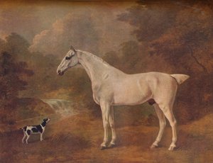 Pire Isırılan Gri ve Benekli Teriyer, 1803.