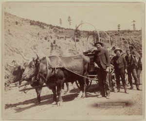 1889 - Altın tarlalarına giden maden arayıcıları (b/w fotoğraf)