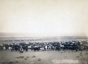 Sığır güden kovboylar, Güney Dakota c.1890 (s/b fotoğraf)