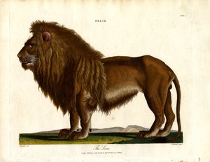 Aslan (Felis; Levha I)