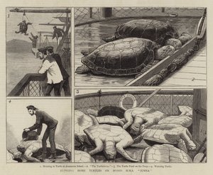 Bringing Home Turtles on Board HMS Jumna 