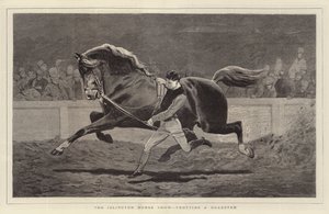 Islington Horse Show, bir Roadster