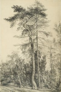 Köknar Ağaçları, c.1833 by John Constable