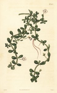 Brahmi veya su çördük, Bacopa monnieri by John Curtis