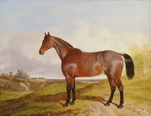 Bir Bay Hunter