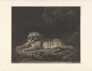 Tijgerin A Tigress (nesne üzerindeki başlık)
