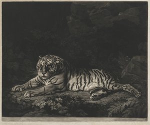 bir kaplan by John Dixon after George Stubbs