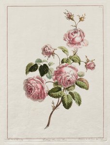 Doğadan Sonra Çizilmiş Çiçekler Koleksiyonu - Cabbage Province Rose, 1801.