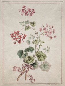 Doğadan Çizilmiş Çiçekler Koleksiyonu: No. 6 - Kızıl ve Alacalı Sardunya by John Edwards