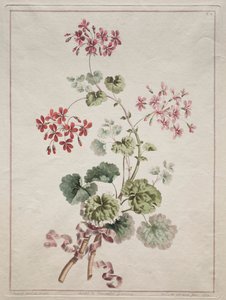 Doğadan Çizilmiş Çiçekler Koleksiyonu: No. 6 - Kızıl ve Alacalı Sardunya, 1801. by John Edwards