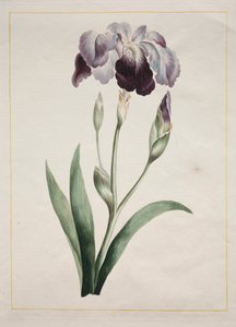 Japon İris (Büyük Mavi İris)