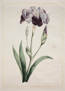 Japon İris Büyük Mavi İris, 1801.