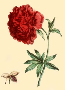 'Şakayık: Tam Kırmızı Paeonia Çiçeği', 1769, 1946