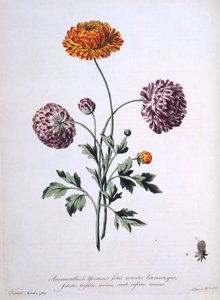 Düğünçiçeği, "The British Herbalist"ten bir çizim, 1769