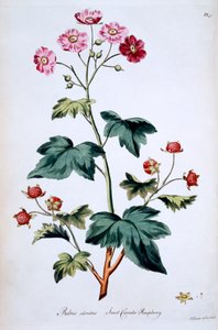 Tatlı Kanada Ahududu [Rubus odoratus], John Edwards