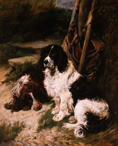 Kahverengi ve Beyaz ve Siyah ve Beyaz Spaniel