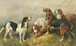 Tavşanlı Av Köpekleri