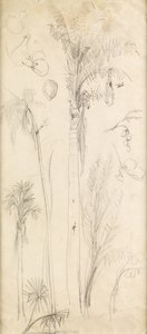 Palmiyeler (kağıt üzerine kurşun kalem) by John Everett Millais