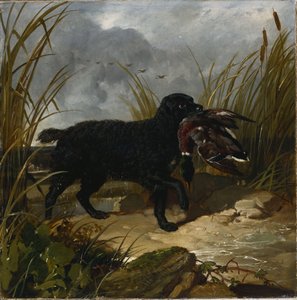 Bir İrlandalı Su Spaniel Yeşilbaş Ejderhasını Alırken, 1849 by John Frederick Herring Senior